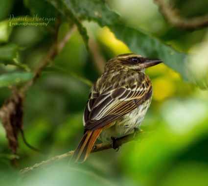danielhincapie230979 en Hamelin: Fauna  (Copacabana), #naturaleza #wildlife #nature #faunadecolombia #fauna #colombia #biodiversidadcolombiana #biodiversid...