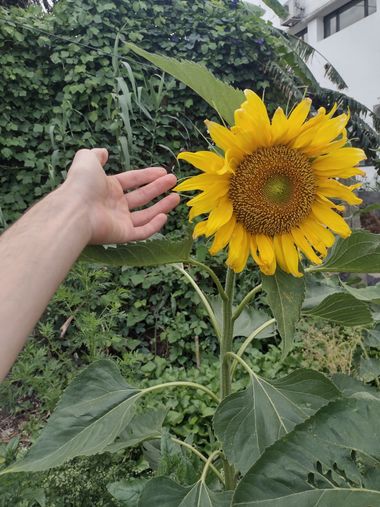 Sposetti.diego.lp en Hamelin: Flora, Helianthus annuus, #Facultad de Ciencias Naturales y Museo