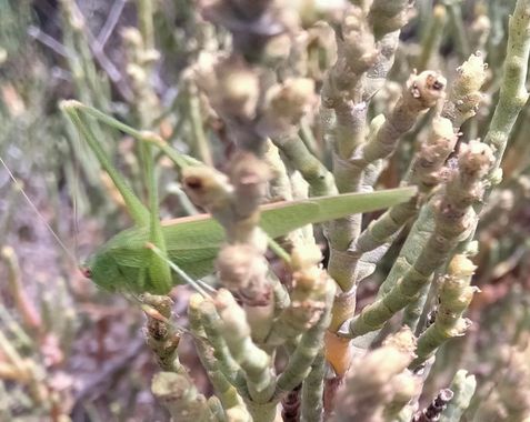 Solerantonio2 en Hamelin: Fauna  (Almeria), Insecto