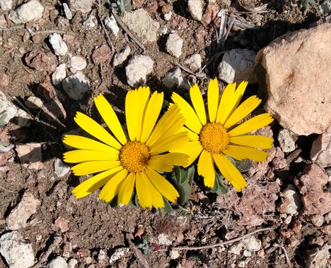 Solerantonio2 en Hamelin: Flora  (Níjar), Pallenis maritima, Planta