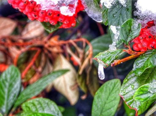 Rafaelcastillo59 en Hamelin: Flora  (Albacete), Cotoneaster bajo la nieve
#invierno20 