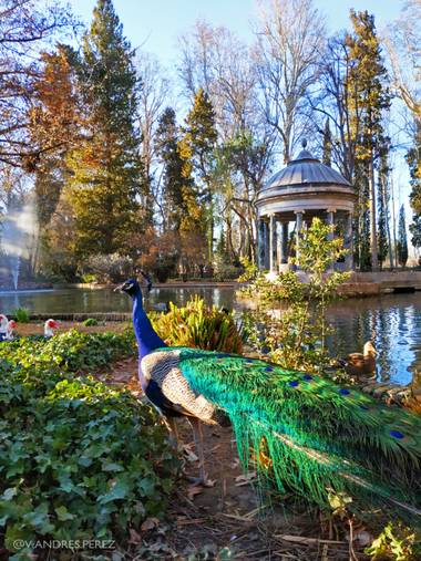 V. Andrés Pérez  en Hamelin: Paisaje  (Aranjuez), Estanque de los Chinescos. Jardín del Príncipe, Aranjuez (Madrid).

#ParquesyJardines
#estanquedeloschine...