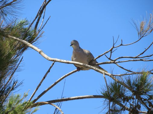 Solerantonio2 en Hamelin: Fauna  (Paseo Marítimo de Ribera), Streptopelia decaocto (Frivaldszky, 1838), Tórtola turca