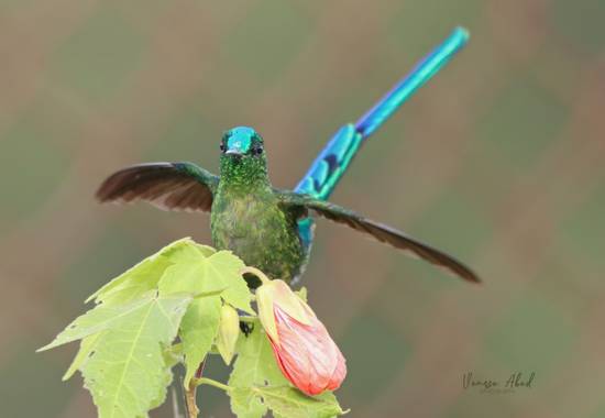 vanesaabadr en Hamelin: Fauna  (Santa Rosa de Cabal), Aglaiocercus kingii kingii, Uno de mis Colibríes favoritos: el Silfo coliazul (Aglaiocercus kingi). L...