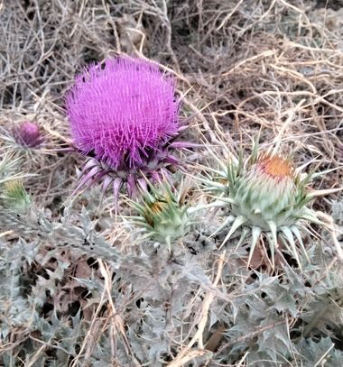 Solerantonio2 en Hamelin: Flora  (Níjar), Planta