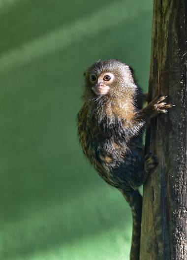 Henar en Hamelin: Fauna  (Santillana del Mar),  Vive en los bosques y selvas tropicales del centro y norte de Sudamérica, concretamente en aquellos sitios ...