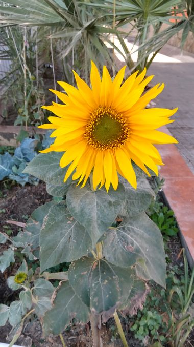 Solerantonio2 en Hamelin: Flora  (Almería), Helianthus annuus, Planta de girasol