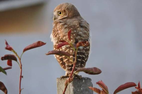 Acedogloria en Hamelin: Fauna  (Junín), Athene cunicularia (Molina, 1782), #Aves21.   Nombre científico: Athene cunicularia
Estado de conservación: Preocup...