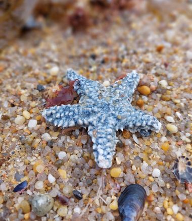 Mpinfante en Hamelin: Fauna 