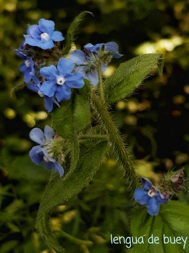 Mpinfante en Hamelin: Flora, Pentaglottis sempervirens, .