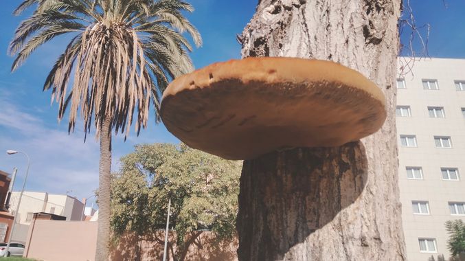 Solerantonio2 en Hamelin: Observación  (Avenida del Mediterráneo), Hongo