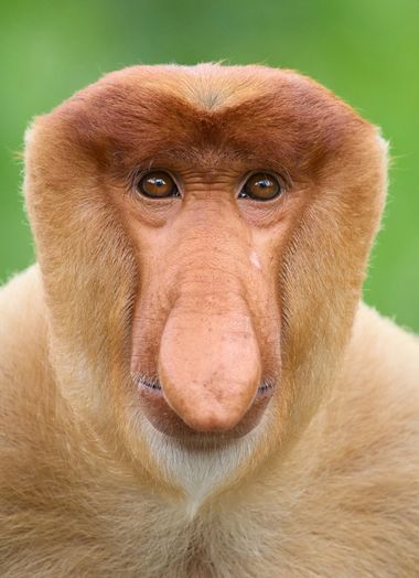 Santibenlloch en Hamelin: Fauna  (Sandakan), Nasalis larvatus (van Wurmb, 1787), #monkey #mono #wildlife #animales 