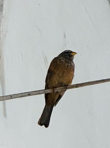 su en Hamelin: Fauna  (Pachalik de Méchouar de Casablanca), Emberiza sahari J.Levaillant, 1850, #ave #fauna #marruecos 