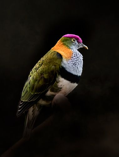 Felicia.sabater en Hamelin: Fauna  (Barcelona), Ptilinopus superbus superbus, Originario de Australia, vive en las selvas de Nueva Guinea, Australia, Islas...