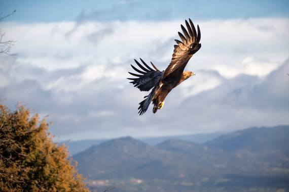 Arteaganature en Hamelin: Fauna  (El Barco de Ávila), #aves21 