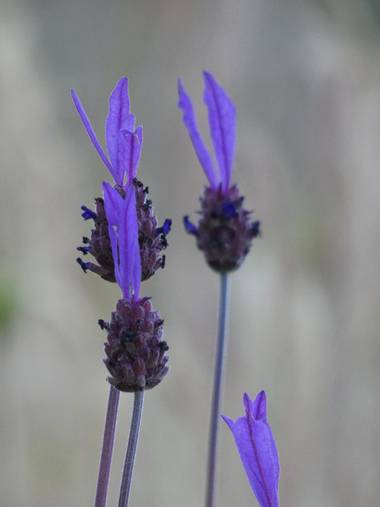mariale en Hamelin: Flora, Lavandula stoechas, 📸 #marialemdza
Provincia de Zamora, primavera 2021.
#Naturaleza #flores #floressilvestres #BellezaNatural ...