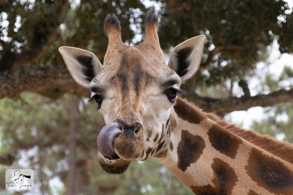 Toni Sempa en Hamelin: Fauna  (Santiago do Cacém), Giraffa camelopardalis (Linnaeus, 1758)