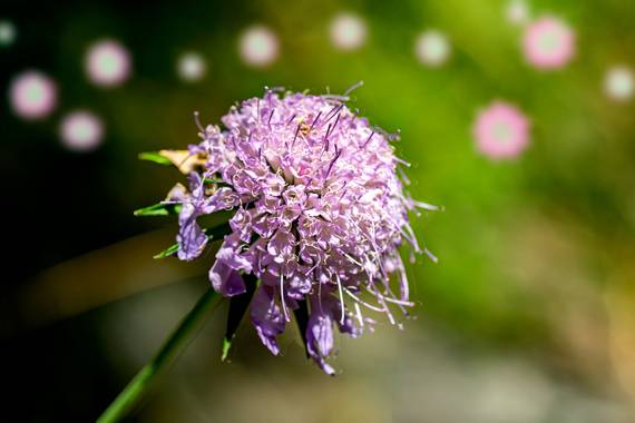 manuel.torres1 en Hamelin: Flora  (Setcases), #flor  #flor alta montaña  #Pirineos  @Echinops ritro