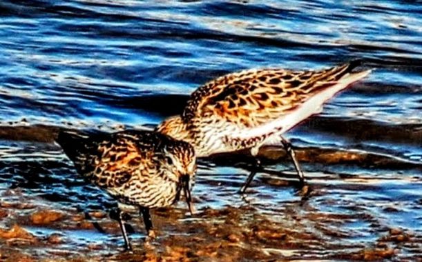 Jomacaes70 en Hamelin: Fauna  (Huelva), Calidris alpina (Linnaeus, 1758), #aves 