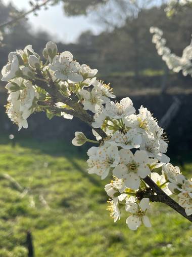 Luzbesi en Hamelin: Flora  (Pontevedra), Prunus cerasus, #flor21 