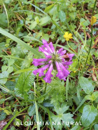 Alquimia Natural en Hamelin: Flora  (Ruente), #primavera2022 

#cumplehamelin 