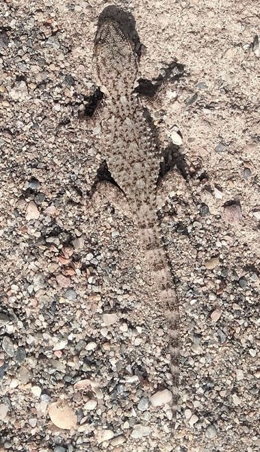 Solerantonio2 en Hamelin: Fauna  (El Pocico), Reptil