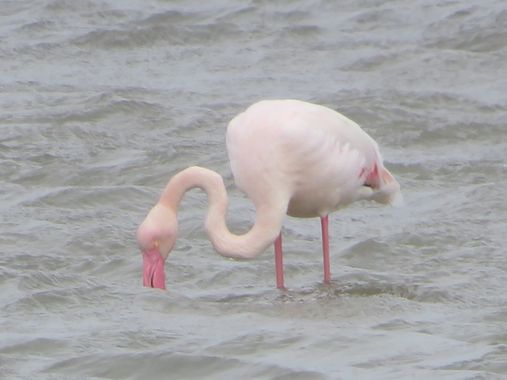 Solerantonio2 en Hamelin: Fauna  (Níjar), Flamenco rosado