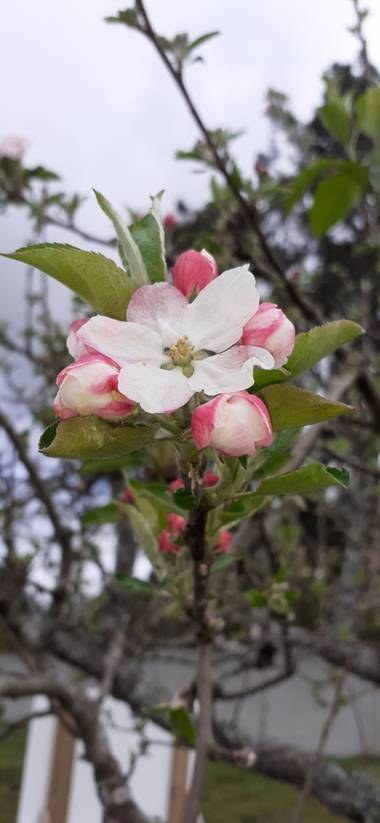 Maruchipo en Hamelin: Paisaje, Tiene una flores rosa claro con blanco 