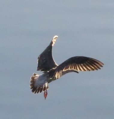 Solerantonio2 en Hamelin: Fauna  (Almería), Ave