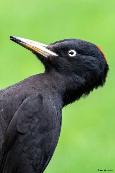 Unai Urresti en Hamelin: Fauna  (Crémenes), Retrato de la hembra del Picamaderos negro.

#aves21 #picamaderosnegro  #fauna 