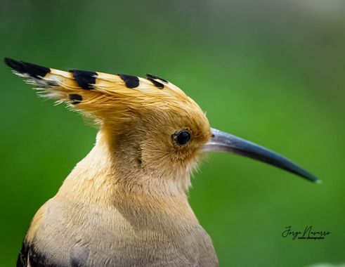 Jorge en Hamelin: Fauna  (Picón), Upupa epops Linnaeus, 1758, #aves#avesdeespaña#castillalamancha