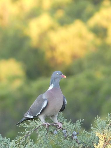 José Lober  en Hamelin: Fauna  (Zamora), Columba palumbus Linnaeus, 1758, #torcaz #valorio