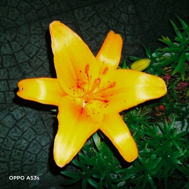 Solerantonio2 en Hamelin: Flora  (Cantanhede), Lilium bulbiferum, Planta