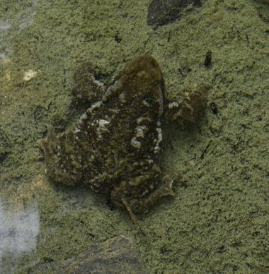 Solerantonio2 en Hamelin: Fauna  (Andalusia), Reptil