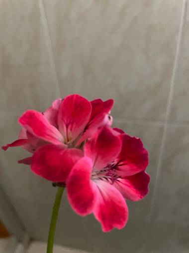 Luzbesi en Hamelin: Flora  (Pontevedra), #floral21 