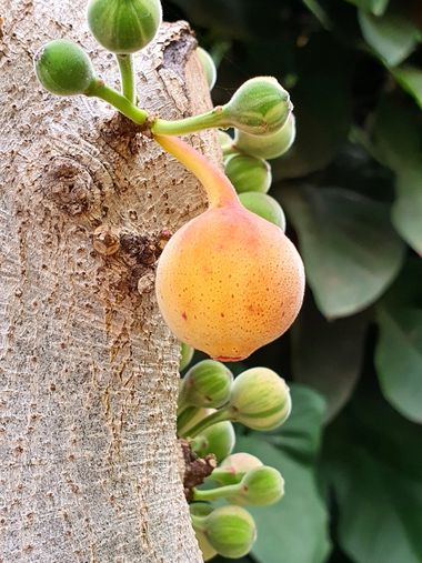 Melchique en Hamelin: Flora  (Santa Cruz de Tenerife), #naturaleza #nature #tenerife #árboles @melchique 