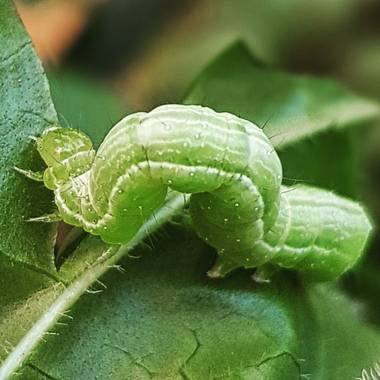 Catalinaruizgarcia en Hamelin: Fauna  (Palma), gusano#hojas#alimento#ricorico