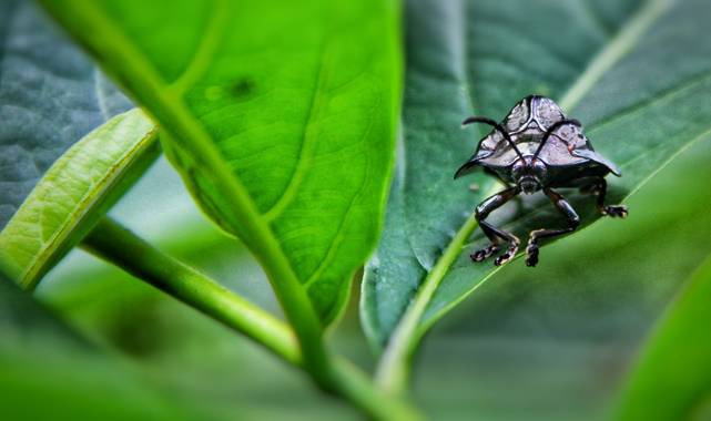 sujkp83 en Hamelin: Fauna, Coleópteros (coleoptera)
Escarabajo 