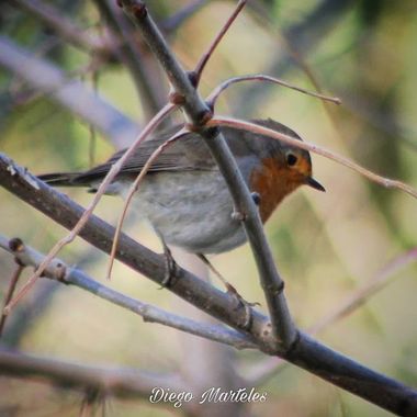 Diego en Hamelin: Fauna  (Zaragoza), Erithacus rubecula (Linnaeus, 1758), #petirrojoeuropeo #erithacusrubecula #aves #zaragoza #canon 