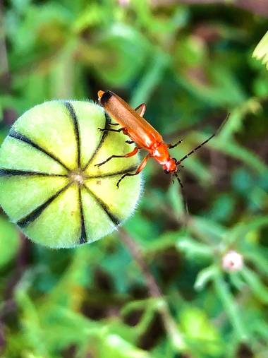Marcbg en Hamelin: Fauna  (Vinyols i els Arcs), #naturephotography #nature #insectos #insect #coleoptero #hamelin 