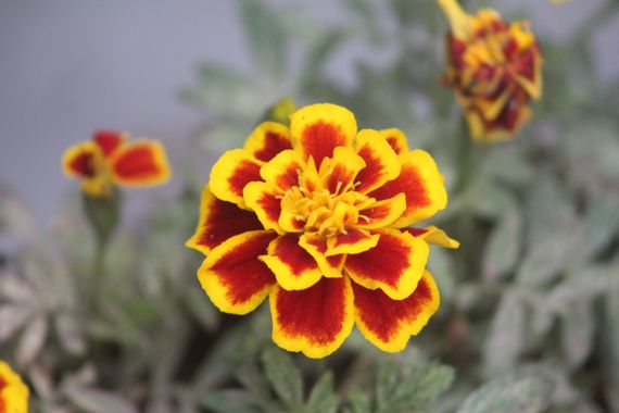 eclocoaching en Hamelin: Flora  (Lima), Tagetes patula, #Flores