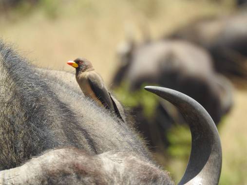 olaya96fg en Hamelin: Fauna  (Narok), Buphagus africanus Linnaeus, 1766, #Aves21