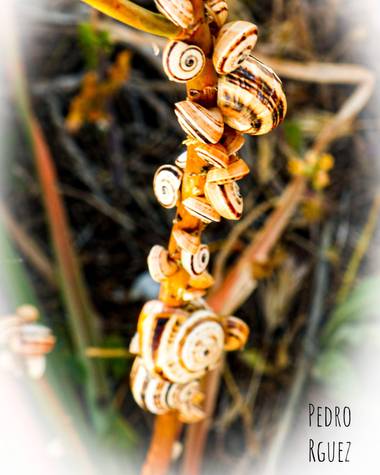 PEROMA_PHOTO en Hamelin: Fauna  (Vélez-Málaga), . 
