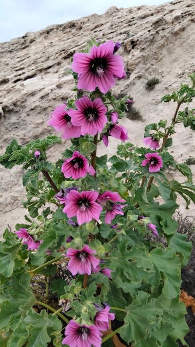 Solerantonio2 en Hamelin: Flora  (Níjar), Malva arborea, Planta