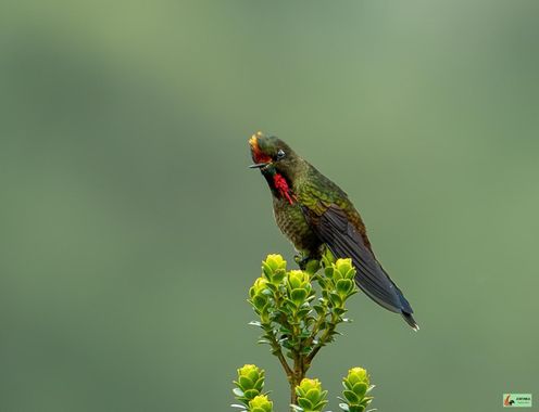 Pabloalbertopaez en Hamelin: Fauna  (Papallacta), Chalcostigma herrani herrani, #avesdecolombia 
Espectacular Lifer, (nuevo registro a mi lista de aves). 
...
