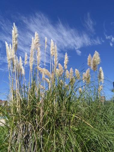 Gabriela Tersiese en Hamelin: Flora  (Santa Fe), Cortaderia selloana, Costanera Santa Fe