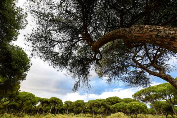 Ninigabi en Hamelin: Paisaje  (Isla Cristina), Pinares de Isla Cristina 
#pinar 