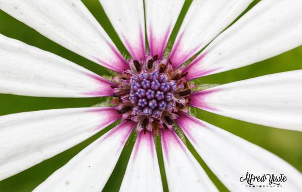 alfredyustephotography en Hamelin: Flora  (Málaga), Fotografía macro de esta bonita flor realizada en los jardines del Alcazaba de Málaga