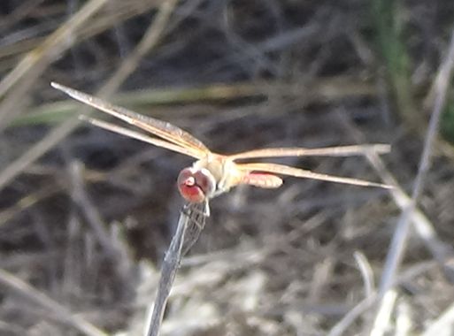 Solerantonio2 en Hamelin: Fauna  (Níjar), Insecto