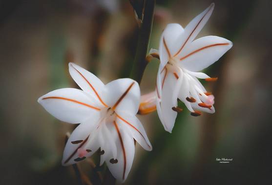 Lidia en Hamelin: Flora  (Zaragoza), Asphodelus fistulosus, Flores silvestres

#floressilvestres
#hamelin
#flora21 